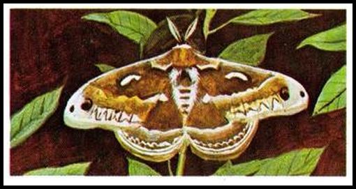 13 Silk Moth